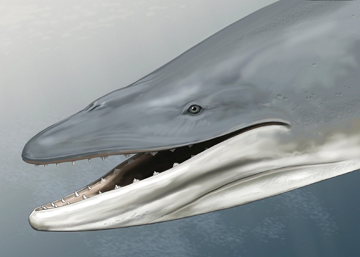 Llanocetus Denticrenatus, toothed baleen whale 34 million years old