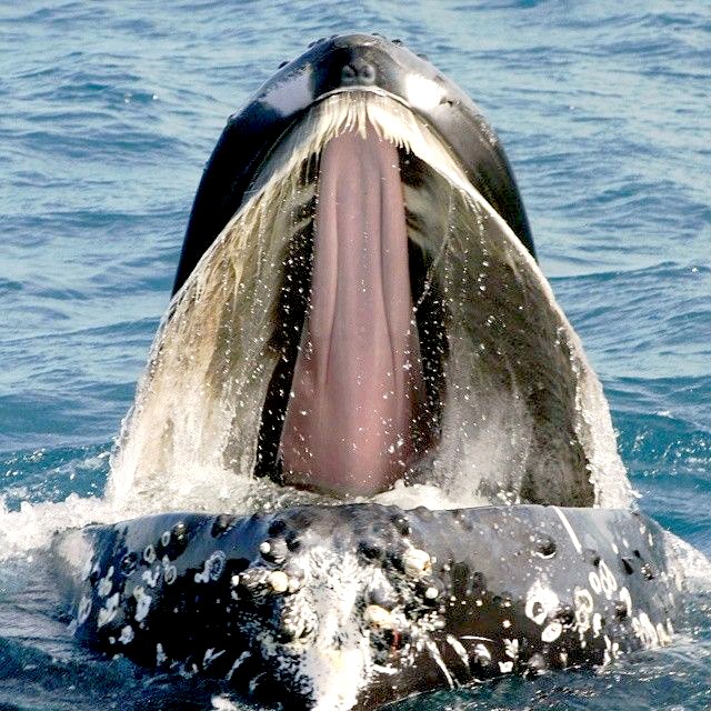 Kulo Luna is a large humpback whale that sinks pirate whalers