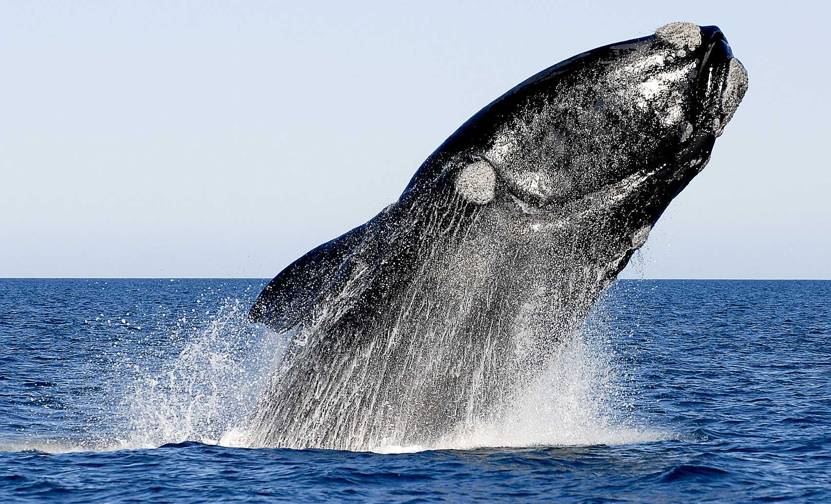 black baby whale fish